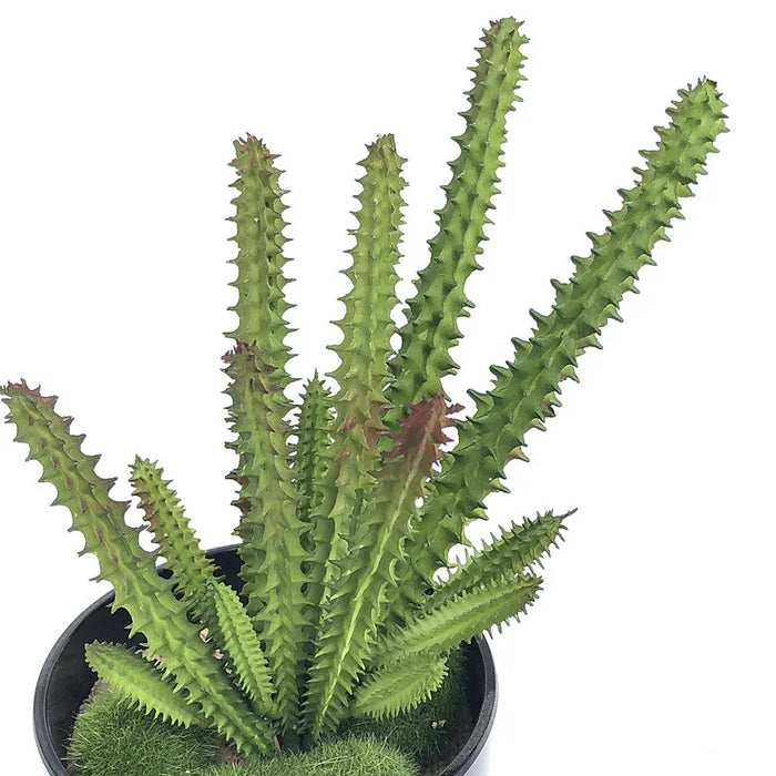 Artificial Cactus Branch – Realistic Plastic Plant for Office, Study, Living Room, and Home Decoration