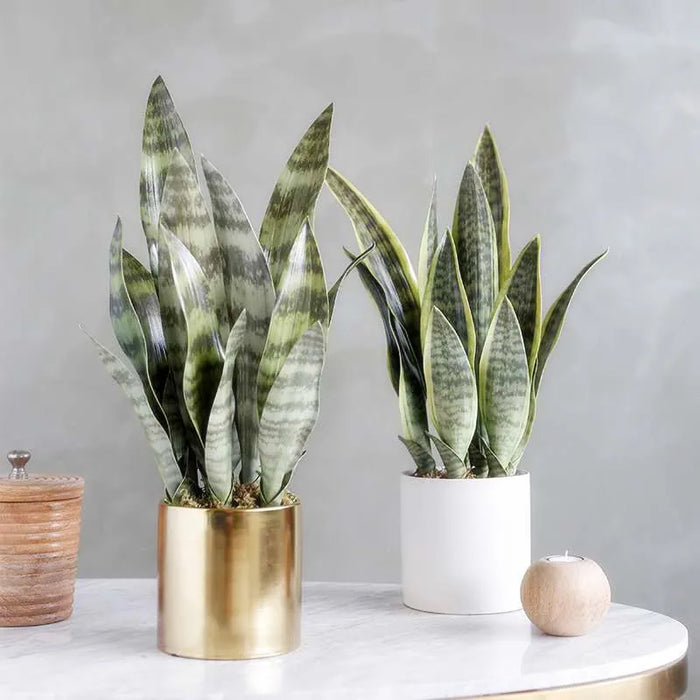 Artificial Sansevieria Plant – 21-68cm Long Tropical Piran Leaves for Hotel, Office, and Home Décor