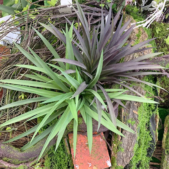 Artificial Chlorophytum Comosum Grass Bundle – 45cm Fake Orchid Green Plant for Home, Balcony, and Wedding Decoration