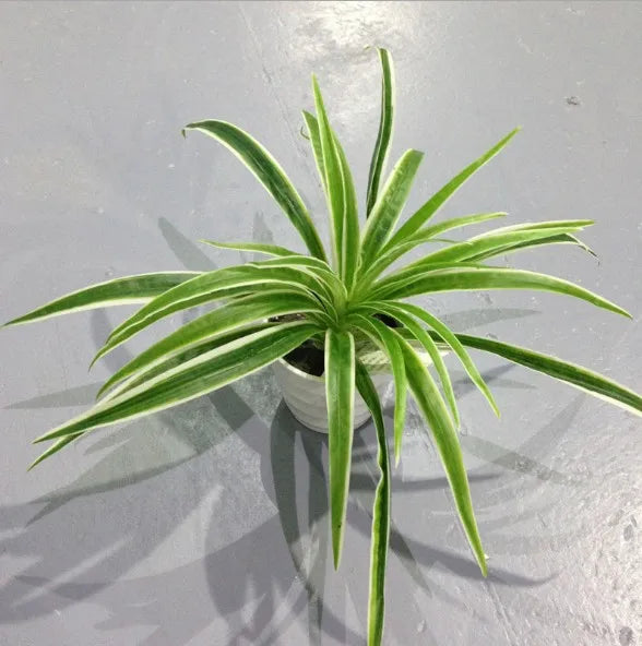 Artificial Chlorophytum Plastic Plant – 25cm Decorative Silk Fake Tree for Home, Office, and Tabletop Decoration (No Pot)