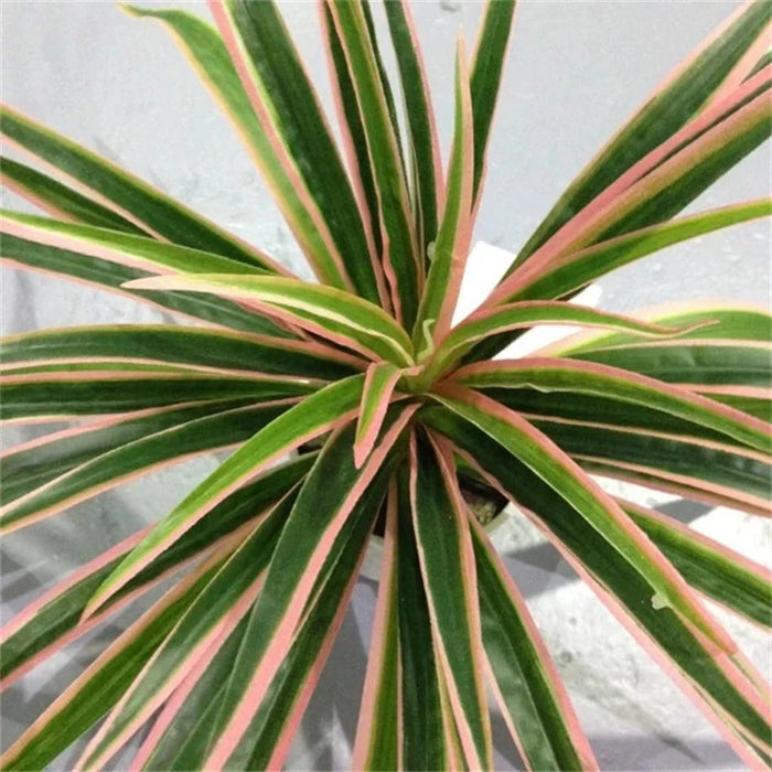 Artificial Chlorophytum Plastic Plant – 25cm Decorative Silk Fake Tree for Home, Office, and Tabletop Decoration (No Pot)