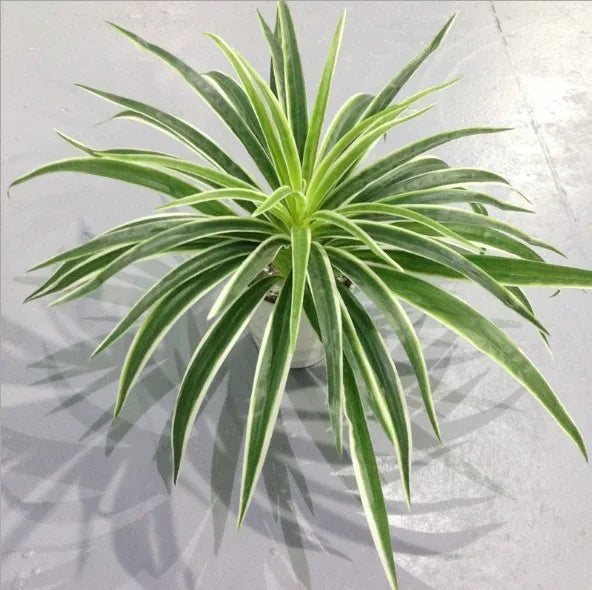 Artificial Chlorophytum Plastic Plant – 25cm Decorative Silk Fake Tree for Home, Office, and Tabletop Decoration (No Pot)