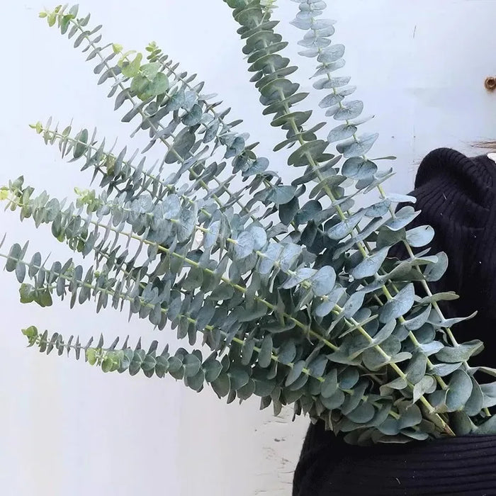 12/10PCS Eucalyptus Leaves Bunch – Artificial Faux Eucalyptus Branches for Wedding, Home Decor, DIY Projects, and Photography