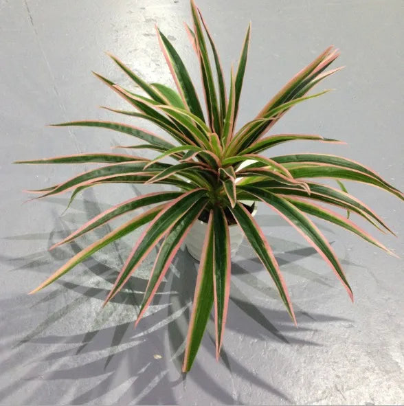 Artificial Chlorophytum Plastic Plant – 25cm Decorative Silk Fake Tree for Home, Office, and Tabletop Decoration (No Pot)