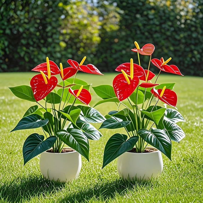 55CM Artificial Anthurium Plant – Realistic Fake Flower Pot for Indoor & Outdoor Home, Garden, Wedding, and Party Decoration