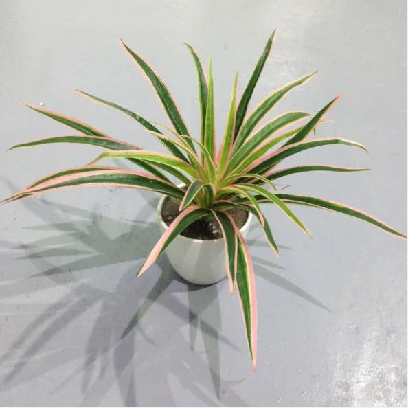 Artificial Chlorophytum Plastic Plant – 25cm Decorative Silk Fake Tree for Home, Office, and Tabletop Decoration (No Pot)