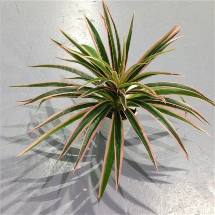 Artificial Chlorophytum Plastic Plant – 25cm Decorative Silk Fake Tree for Home, Office, and Tabletop Decoration (No Pot)